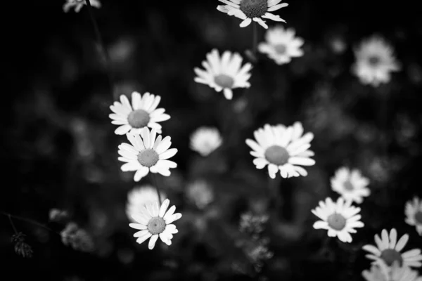 芸術的な暗い背景に黒と白のデイジーの花の美しいクローズアップ アブストラクト自然白花と黒ぼっくり畑の葉 美しいモノクロームのデイジーの花 — ストック写真