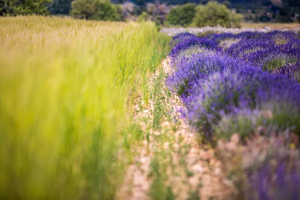 Поля Пшеницы Лаванды Возле Валенсоле Прованс Франция Прекрасный Летний Пейзаж — стоковое фото