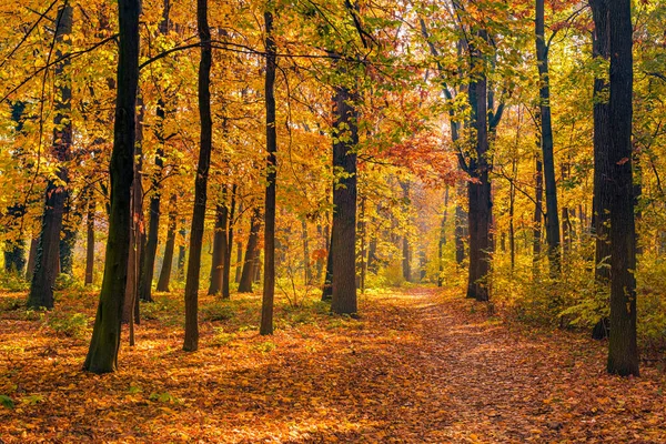 Beautiful Trail Autumn Forest Sunshine Trees Autumn Leaves Gold Yellow — Photo