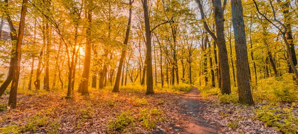 Muhteşem Sonbahar Manzarası Panoramik Orman Doğası Renkli Bir Ormanda Turuncu — Stok fotoğraf