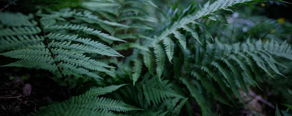 Perfect Natural Young Fern Leaves Pattern Background Dark Moody Feel — Stock Photo, Image