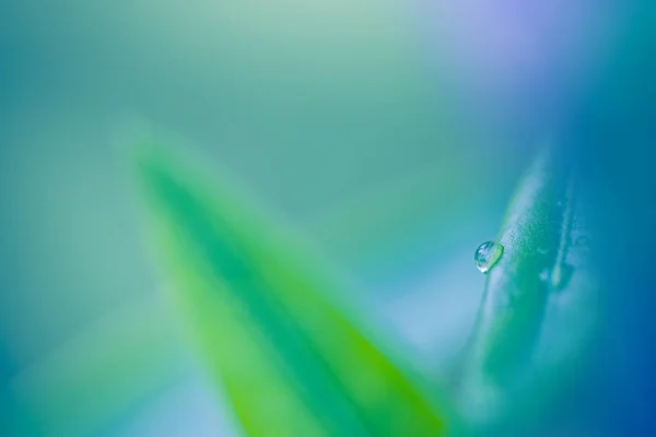 Groene Bladeren Druppels Water Natuurlijke Achtergrond Zen Meditatie Natuur Close — Stockfoto