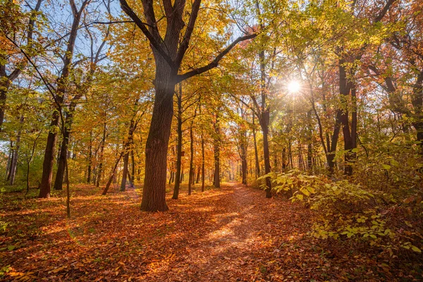 Beautiful Trail Autumn Forest Sunshine Trees Autumn Leaves Gold Yellow — Photo