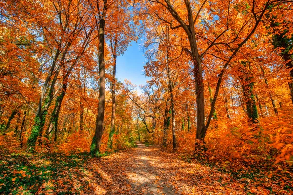 Beautiful Trail Autumn Forest Sunshine Trees Autumn Leaves Gold Yellow — Foto Stock