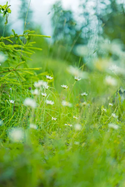Piękne Kwiaty Natury Abstrakcyjne Pole Zachodu Słońca Krajobraz Łąki Trawy — Zdjęcie stockowe