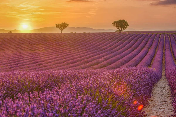Prachtig Natuurlandschap Prachtig Landschap Met Lavendelveld Bij Zonsondergang Bloeiende Violette — Stockfoto
