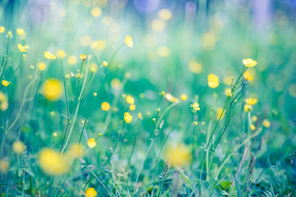 stock image Abstract soft focus sunset field landscape of yellow flowers and grass meadow warm golden hour sunset sunrise time. Tranquil spring summer nature closeup and blurred forest background. Idyllic nature