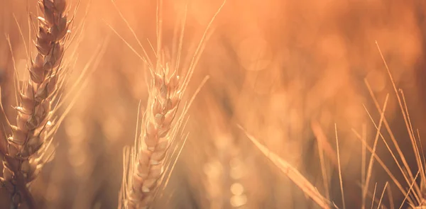 stock image Wheat field sunset. Ears of golden wheat closeup. Rural scenery under shining sunlight. Close-up of ripe golden wheat, blurred golden Harvest time concept. Nature agriculture, sun rays bright farming
