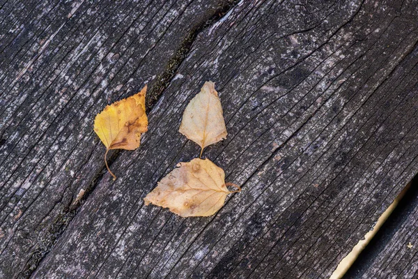淡淡的秋天背景 秋天的树叶 装饰的阳光 笼罩在乡村的谷仓木材的背景上 艺术特写 木板上的叶子 复制空间 秋季版本模板 — 图库照片