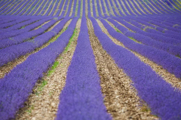 Prachtig Landschap Geweldig Zomerlandschap Van Bloeiende Lavendelbloemen Vredig Uitzicht Landbouwlandschap — Stockfoto