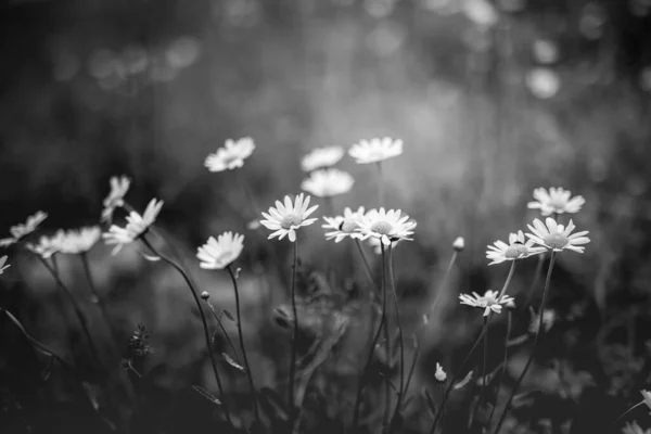 Krásné Zblízka Černé Bílé Sedmikrásky Květiny Umělecky Tmavě Rozmazané Pozadí — Stock fotografie