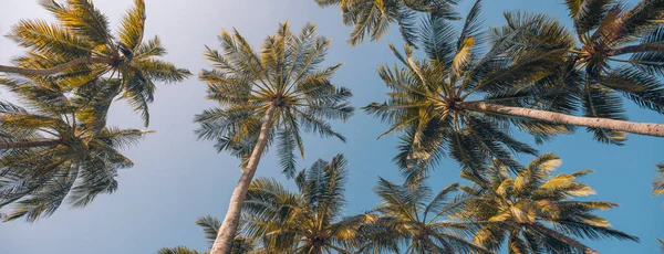 美丽的假期和大自然旅行探险全景横幅 Idyllic热带地中海景观 日落时分的热带棕榈树阳光的复制空间 夏天的抽象背景 — 图库照片