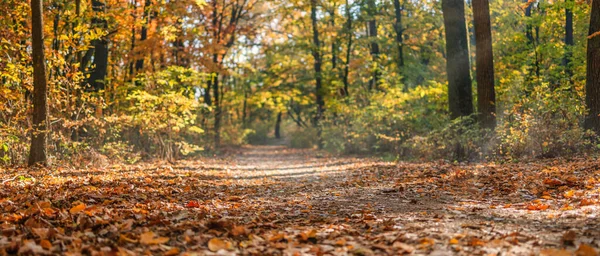 Панорамная Осенняя Лесная Природа Яркий Пейзаж Красочных Осенних Листьях Солнечными — стоковое фото