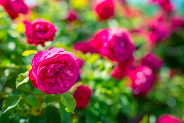 Lente Zomer Bloemen Achtergrond Close Natuur Roze Roos Bloemen Zonnig — Stockfoto