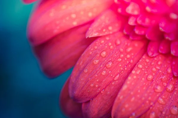 ドロップ パステルカラー 日光と美しい自然マクロの花の花びら 自然の純粋さと脆弱性の繊細な夢のような絶妙な芸術的イメージ 花びらを閉じる 抽象的な性質 — ストック写真
