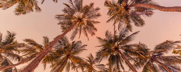 Arka Planda Güneş Işığı Olan Tropik Palmiye Ağaçlarının Romantik Titreşimleri — Stok fotoğraf