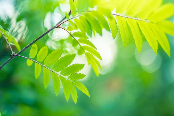 Beauty Nature Ecology Earth Freshness Green Leaves Sunny Blurred Bokeh — Stock Photo, Image