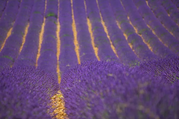 Bloeiend Lavendelveld Onder Heldere Zomerhemel Prachtig Landschap Met Lavendelveld Zonnige — Stockfoto