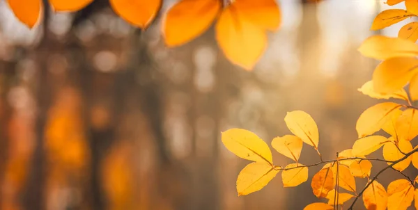 Πτώση Κίτρινα Φύλλα Στο Πάρκο Bokeh Φόντο Ακτίνες Του Ήλιου — Φωτογραφία Αρχείου