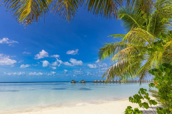 马尔代夫岛海滩 热带风景 白沙滩 棕榈叶 豪华旅游目的地 异国情调的海滩风景令人惊奇的自然 宁静的自然背景 — 图库照片