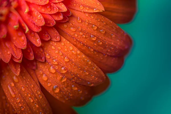 Beautiful Nature Macro Flower Petal Drops Pastel Colors Sunlight Delicate — Stock Photo, Image