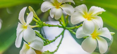 Yeşil arka planı olan beyaz frangipani çiçekleri. 