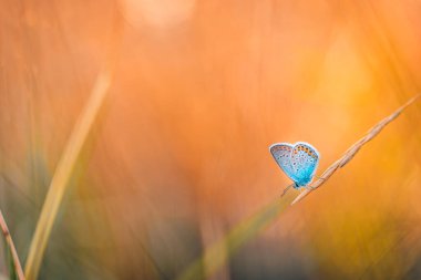 bir bitki üzerinde bir kelebek 