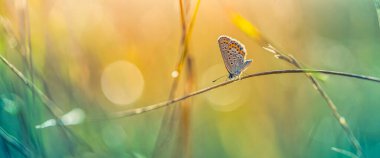 Bitkinin üzerinde mavi kelebek