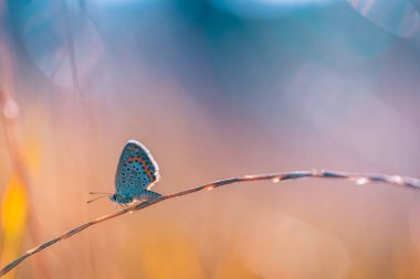 Bitkinin üzerinde mavi kelebek