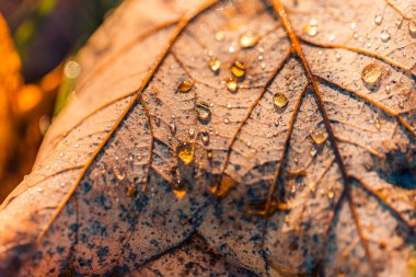 sonbahar yaprak su damlaları