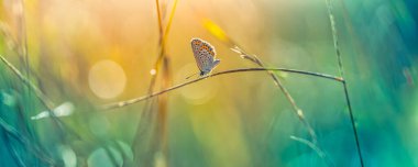 Bulanık çimenlerin üzerinde güzel renkli bir kelebek 