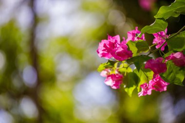 Bahçedeki güzel pembe çiçekler 