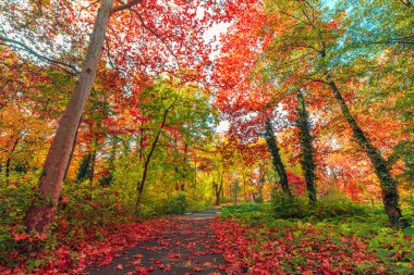 Parktaki parlak sonbahar ağaçları 