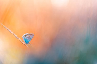 Bulanık bir arkaplanda güzel renkli bir kelebek 