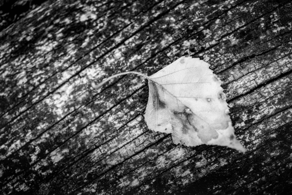 Black White Photo Dry Leaf Wooden Background — Stock Photo, Image