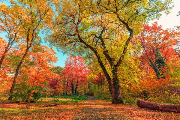 Красивый Осенний Лес Красочные Листья Природа Фон — стоковое фото