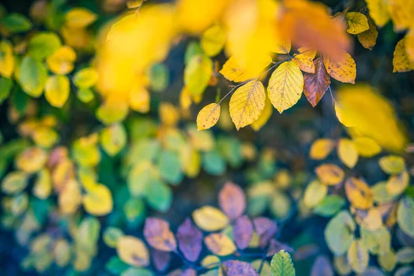 Folhas Bonitas Parque Outono — Fotografia de Stock