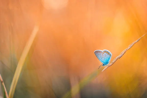Papillon Sur Une Plante — Photo