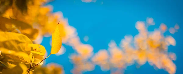 Φθινοπωρινά Κίτρινα Φύλλα Στα Κλαδιά Ενός Δέντρου Ενάντια Στον Γαλάζιο — Φωτογραφία Αρχείου