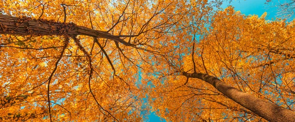 Осенний Пейзаж Яркими Деревьями — стоковое фото