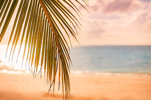 Bela Praia Tropical Com Palmeira Areia Branca — Fotografia de Stock
