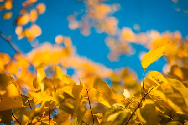Outono Folhas Amarelas Nos Ramos Uma Árvore Contra Céu Azul — Fotografia de Stock
