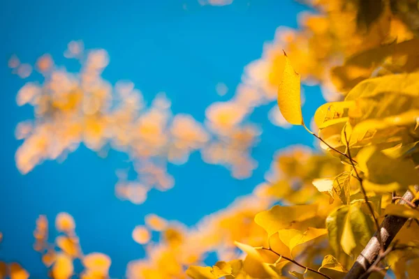 Outono Folhas Amarelas Nos Ramos Uma Árvore Contra Céu Azul — Fotografia de Stock
