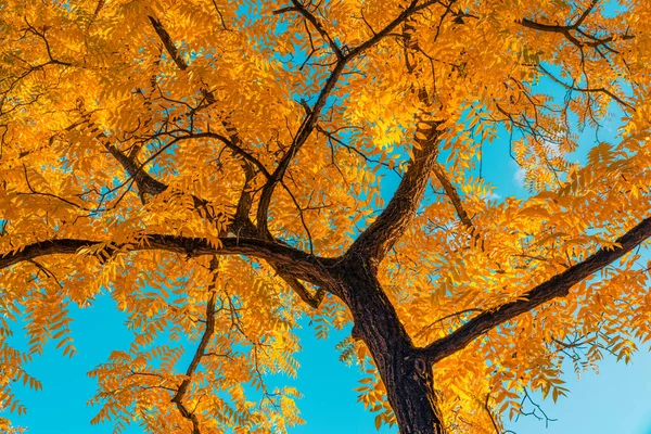 Folhas Outono Árvore Floresta — Fotografia de Stock