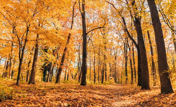 Цветные Осенние Леса Деревьями — стоковое фото