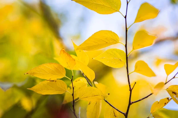 Κίτρινα Φύλλα Του Δέντρου — Φωτογραφία Αρχείου