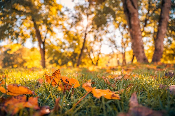 Красивые Осенние Листья Земле — стоковое фото