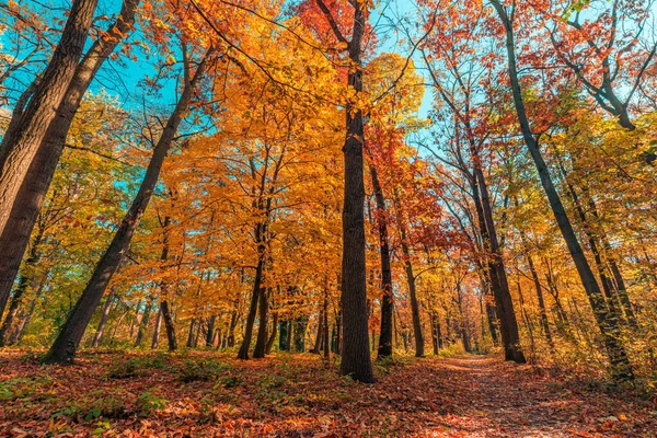 Цветные Осенние Деревья Парке — стоковое фото