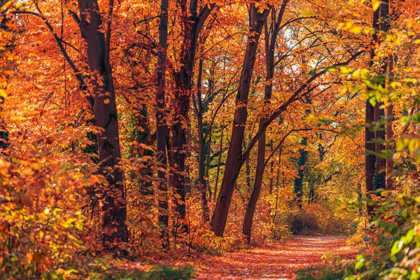 Цветные Осенние Леса Деревьями — стоковое фото