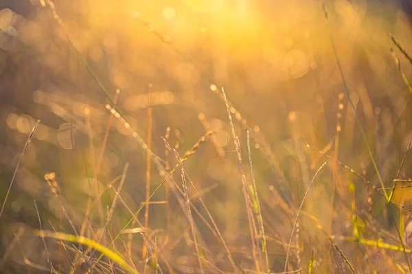 Красивый Закат Поле — стоковое фото